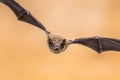 Flying Pipistrelle bat on brown background Royalty Free Stock Photo