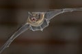 Flying Pipistrelle bat close up Royalty Free Stock Photo