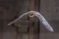 Flying Pipistrelle Bat in darkness Royalty Free Stock Photo