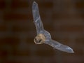 Flying Pipistrelle bat in front of brick wall Royalty Free Stock Photo