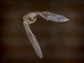 Flying Pipistrelle bat in front of brick wall Royalty Free Stock Photo