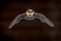 Flying Pipistrelle bat in front of brick wall Royalty Free Stock Photo