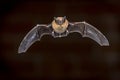 Flying Pipistrelle bat in front of brick wall Royalty Free Stock Photo