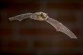 Flying Pipistrelle bat in front of brick wall Royalty Free Stock Photo