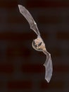 Flying Pipistrelle bat in front of brick wall Royalty Free Stock Photo