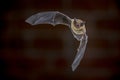 Flying Pipistrelle bat in front of brick wall Royalty Free Stock Photo