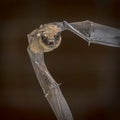 Flying Pipistrelle bat in front of brick wall square Royalty Free Stock Photo