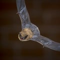 Flying Pipistrelle bat in front of brick wall square Royalty Free Stock Photo
