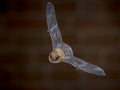 Flying Pipistrelle bat in front of bricks Royalty Free Stock Photo