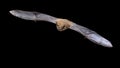 Flying Pipistrelle bat isolated on black background