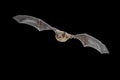 Flying Pipistrelle bat isolated on black background Royalty Free Stock Photo