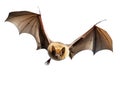 Flying Pipistrelle bat isolated on white background Royalty Free Stock Photo