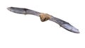 Flying Pipistrelle bat isolated on white background Royalty Free Stock Photo