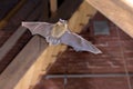 Pipistrelle bat flying inside building Royalty Free Stock Photo