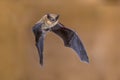 Flying pipistrelle bat