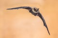 Flying Pipistrelle bat on brown background Royalty Free Stock Photo