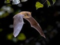 Flying Pipistrelle bat iin natural forest background Royalty Free Stock Photo