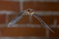 Flying Pipistrelle bat in urban setting Royalty Free Stock Photo