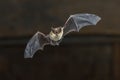 Flying Pipistrelle bat on wooden ceiling Royalty Free Stock Photo