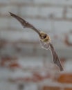 Flying Pipistrelle in front of white brick wall Royalty Free Stock Photo