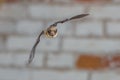 Flying Pipistrelle on white brick wall Royalty Free Stock Photo
