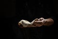 Flying pizza dough with flour scattering in a freeze motion of a cloud of flour midair on black. Cook hands kneading dough. copy Royalty Free Stock Photo