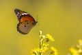 Flying Plain tiger butterfly