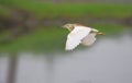 Flying pond heron bird