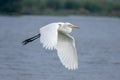 Flying Pond Heron upon Lake