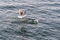 Flying Predatory Seagulls