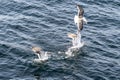 Flying Predatory Seagulls