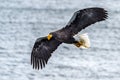 Flying Predatory Stellers Sea-eagle