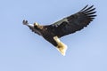 Flying Predatory Stellers Sea-eagle