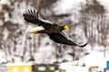 Flying Predatory Stellers Sea-eagle