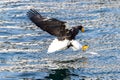 Flying Predatory Stellers Sea-eagle