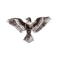 Flying proud bird in linocut retro style, vintage silhouette of bird on white Royalty Free Stock Photo