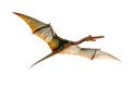 Flying Pteranodon genus of Pterosaur lived in late Cretaceous period isolated on white