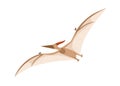 Flying pterosaur or pterodactyl dino. Extinct dinosaur of ancient jurassic period. Prehistorical character. Colored flat