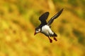 Flying puffin, Atlantic Puffin, Fratercula artica, arctic black and white cute bird with red bill on yellow background, outstretch Royalty Free Stock Photo