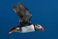 Flying puffin. Atlantic Puffin, Fratercula artica, artic black and white cute bird with red bill sitting on the rock, nature habit Royalty Free Stock Photo