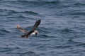 Flying puffin with sandeels in its beak Royalty Free Stock Photo