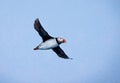 Flying puffin in Spitsbergen