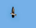 Flying purple martin Progne subis bird across a blue sky