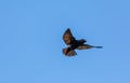 Flying Purple martin Progne subis bird