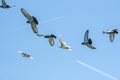 Flying racing pigeons and a blue sky