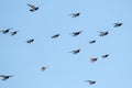 Flying racing pigeons and a blue sky