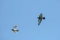 Flying racing pigeons and a blue sky