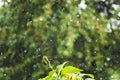 Flying raindrop in the garden splashes, a sprout on the background of rain