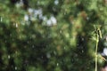 Flying raindrop in the garden splashes, a sprout on the background of rain