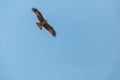 Flying raptor buzzard Royalty Free Stock Photo